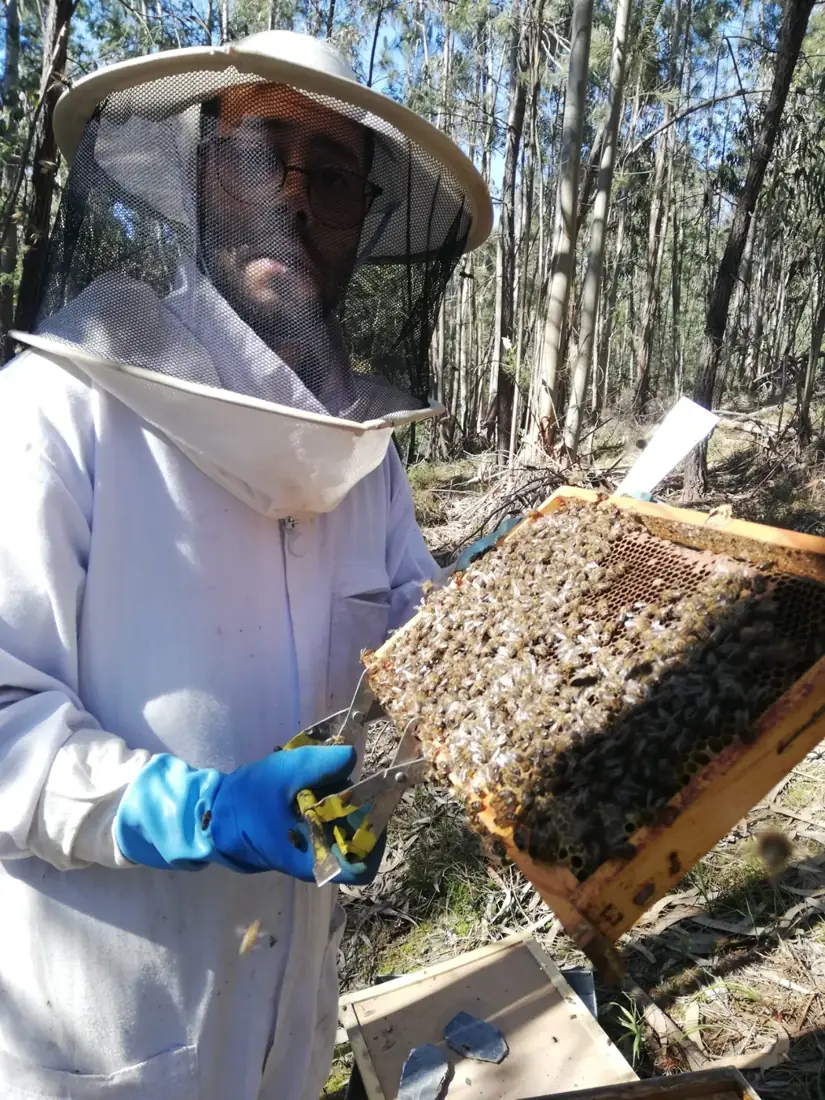 Pessoa com fato de proteção a observar um quadro com abelhas